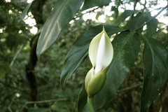 Philodendron anisotomum