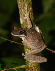Osteocephalus planiceps