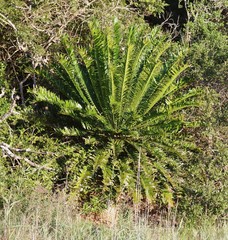 Encephalartos altensteinii