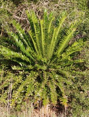 Encephalartos altensteinii