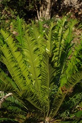 Encephalartos altensteinii
