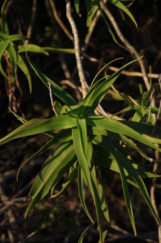 Aloiampelos ciliaris var. redacta