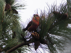Loxia pytyopsittacus