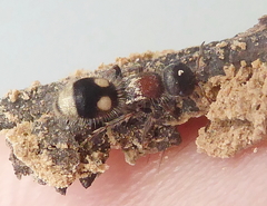 Bidecoloratilla iberica