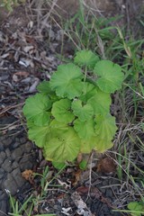 Pelargonium frutetorum