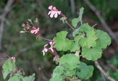 Pelargonium frutetorum