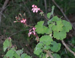 Pelargonium frutetorum