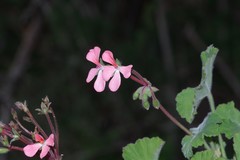 Pelargonium frutetorum