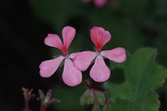Pelargonium frutetorum