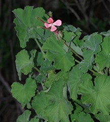 Pelargonium frutetorum