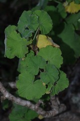 Pelargonium frutetorum