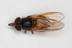 Rhingia
