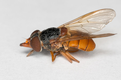 Rhingia