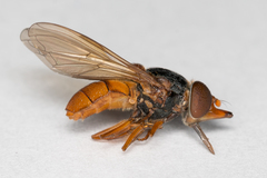 Rhingia