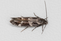 Mompha sturnipennella