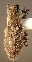 Microlarinus lareynii