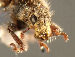 Microlarinus lareynii