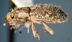 Microlarinus lareynii