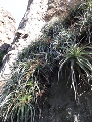 Bromelia matudae (Hechtia matudae)