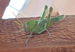 Ecphantus quadrilobus