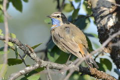 Luscinia svecica svecica
