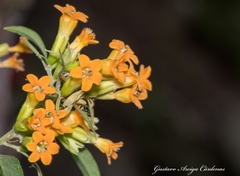 Cestrum aurantiacum