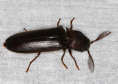 Pseudotetralobus australasiae