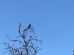 Curaeus curaeus curaeus