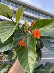 Cordia rickseckeri