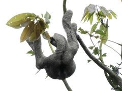 Bradypus variegatus tapajoensis