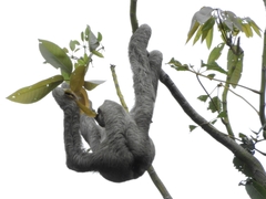 Bradypus variegatus tapajoensis