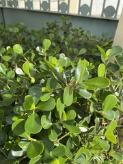 Clusia fluminensis