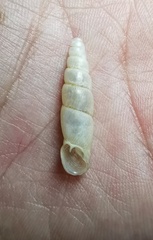 Synprosphyma vulpina