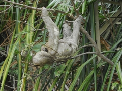 Bradypus variegatus tapajoensis