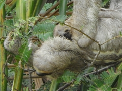 Bradypus variegatus tapajoensis