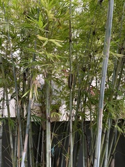 Bambusa chungii