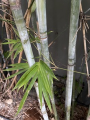 Bambusa chungii