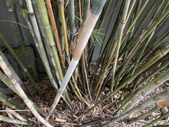 Bambusa chungii