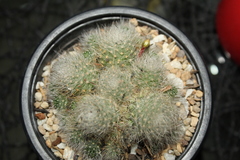 Aylostera albiflora