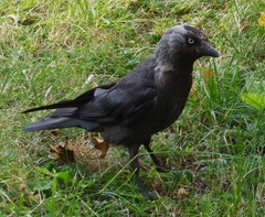 Corvus monedula