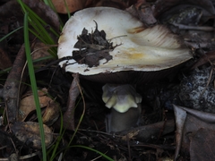 Agaricus cruciquercorum
