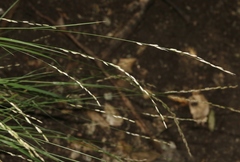 Melica californica