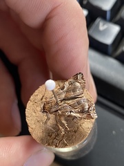 Callopistria floridensis