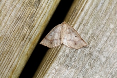Metarranthis warneri