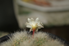 Aylostera albiflora