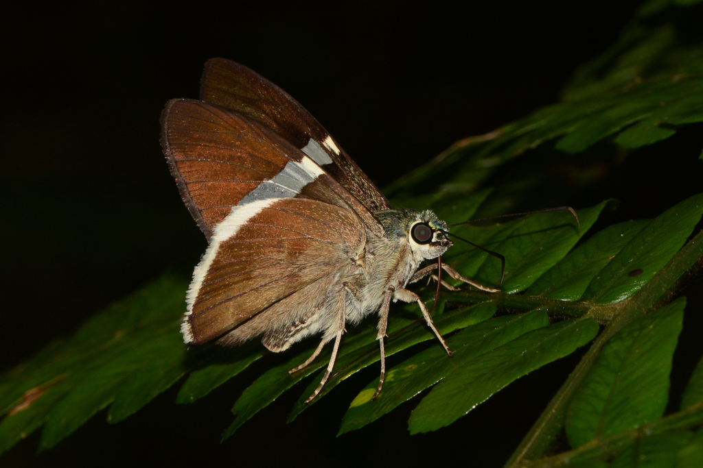 Calliades oryx