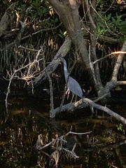 Egretta tricolor image