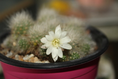Aylostera albiflora