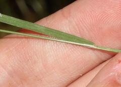 Melica californica