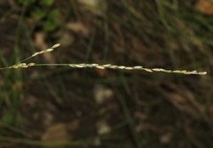 Melica californica